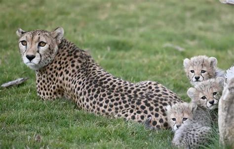 saudi arabia cheetah|Saudi Arabia welcomes birth of four cheetah cubs after 40 years .